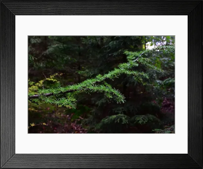 Framed Print : Förslöv, Skåne, Sweden. Oktober 9 2024. Hålehall hiking area Framed Print : Förslöv, Skåne, Sweden. Oktober 9 2024. Hålehall hiking area