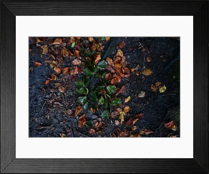 Framed Print : Förslöv, Skåne, Sweden. Oktober 9 2024. Hålehall hiking area Framed Print : Förslöv, Skåne, Sweden. Oktober 9 2024. Hålehall hiking area