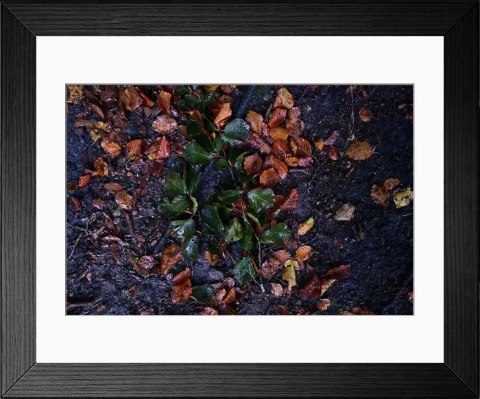 Framed Print : Förslöv, Skåne, Sweden. Oktober 9 2024. Hålehall hiking area Framed Print : Förslöv, Skåne, Sweden. Oktober 9 2024. Hålehall hiking area