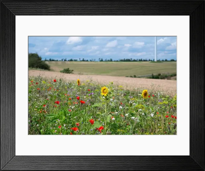Framed Print : Meadow with sunflower and poppy flowers, blooming wildflower field, nature in summer, environment and ecology concept Framed Print : Meadow with sunflower and poppy flowers, blooming wildflower field, nature in summer, environment and ecology concept