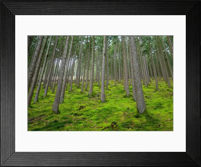 Framed Print : Forest, trunks of fir trees, summer woodland in Germany, green moss, climate and environmental issues Framed Print : Forest, trunks of fir trees, summer woodland in Germany, green moss, climate and environmental issues