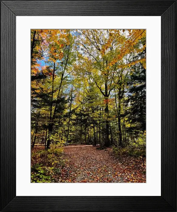 Framed Print : Path in the forest at fall - colorful trees and leaves - Yamaska Park, SEPAQ - Quebec, Canada Framed Print : Path in the forest at fall - colorful trees and leaves - Yamaska Park, SEPAQ - Quebec, Canada