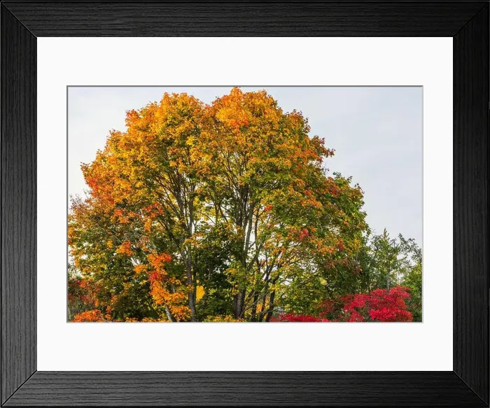 Framed Print : Beautiful view of bright autumn maple tree with orange and red leaves under clear sky. Sweden Framed Print : Beautiful view of bright autumn maple tree with orange and red leaves under clear sky. Sweden