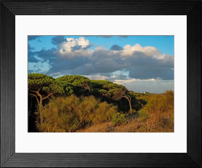 Framed Print : coast pine forest in Isla Cristina at the Costa de la Luz in Andalusia Framed Print : coast pine forest in Isla Cristina at the Costa de la Luz in Andalusia