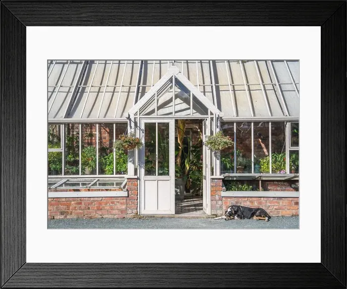 Framed Print : A beautiful formal Victorian style greenhouse and in an English country garden with a lazy dog fast asleep Framed Print : A beautiful formal Victorian style greenhouse and in an English country garden with a lazy dog fast asleep
