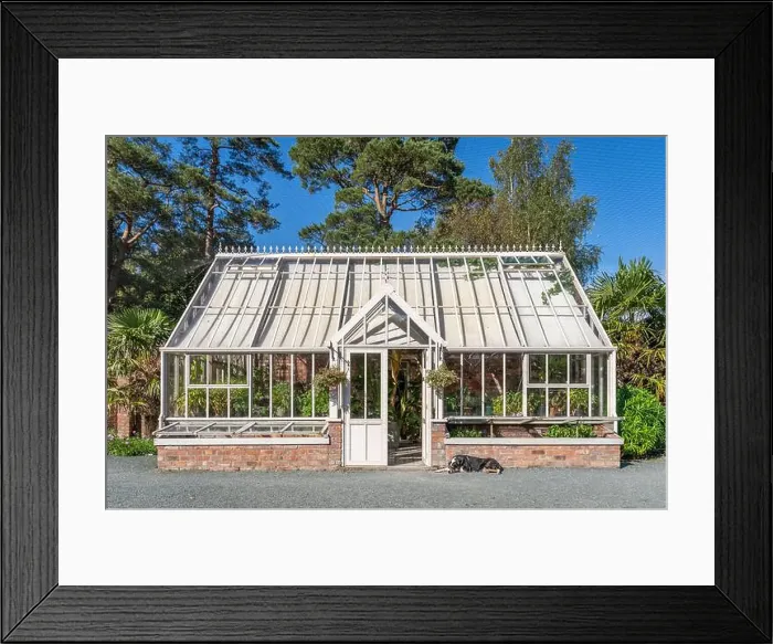 Framed Print : A beautiful formal Victorian style greenhouse in an English country walled garden with a lazy dog fast asleep outside Framed Print : A beautiful formal Victorian style greenhouse in an English country walled garden with a lazy dog fast asleep outside