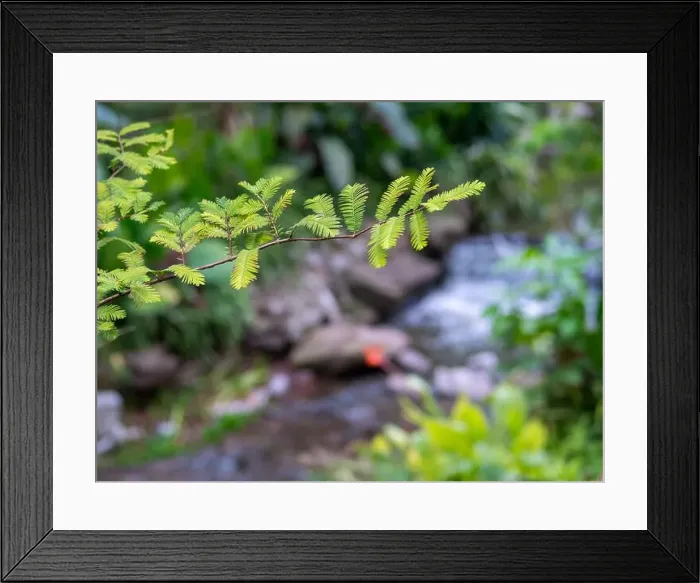 Framed Print : Summer view fern green leaves amid clear Spring and rocks in background in a city park of Chongqing, China Framed Print : Summer view fern green leaves amid clear Spring and rocks in background in a city park of Chongqing, China