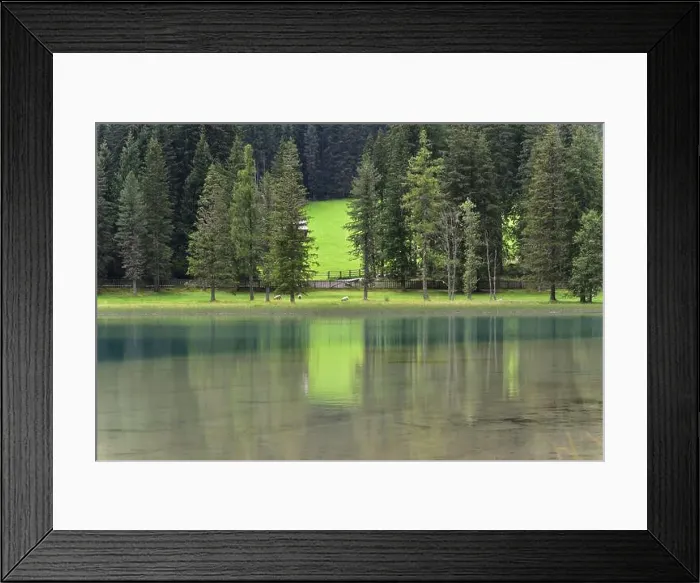 Framed Print : Sheep grazing on the shore of Lake Anterselva, an idyllic and bucolic place Framed Print : Sheep grazing on the shore of Lake Anterselva, an idyllic and bucolic place