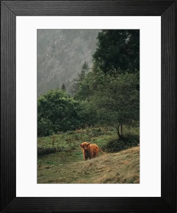 Framed Print : Highland Cow Grazing in a Misty Forest Landscape Framed Print : Highland Cow Grazing in a Misty Forest Landscape