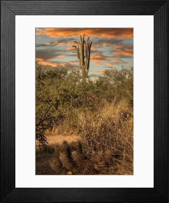 Framed Print : Saguar cactus in the Sonoran Desert near Phoenix, Arizona Framed Print : Saguar cactus in the Sonoran Desert near Phoenix, Arizona