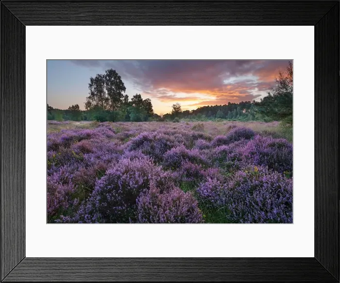 Framed Print : Heather covered heathland at sunrise, Newtown Common, Burghclere, Hampshire, England, United Kingdom, Europe Framed Print : Heather covered heathland at sunrise, Newtown Common, Burghclere, Hampshire, England, United Kingdom, Europe