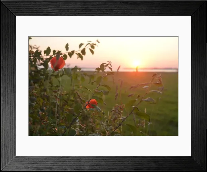 Framed Print : Beautiful scene, poppies, and landscape at the Salzhaff, baltic sea Framed Print : Beautiful scene, poppies, and landscape at the Salzhaff, baltic sea