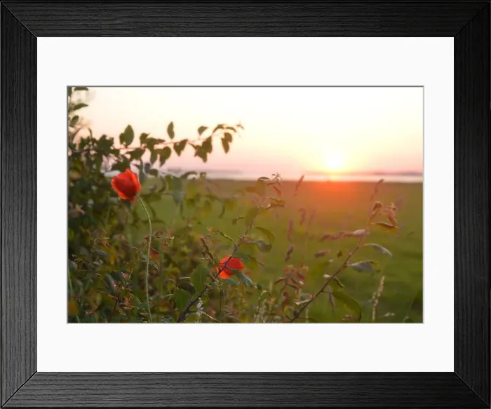 Framed Print : Poppies, evening sky and a view of the Salzhaff in Mecklenburg, Germany Framed Print : Poppies, evening sky and a view of the Salzhaff in Mecklenburg, Germany