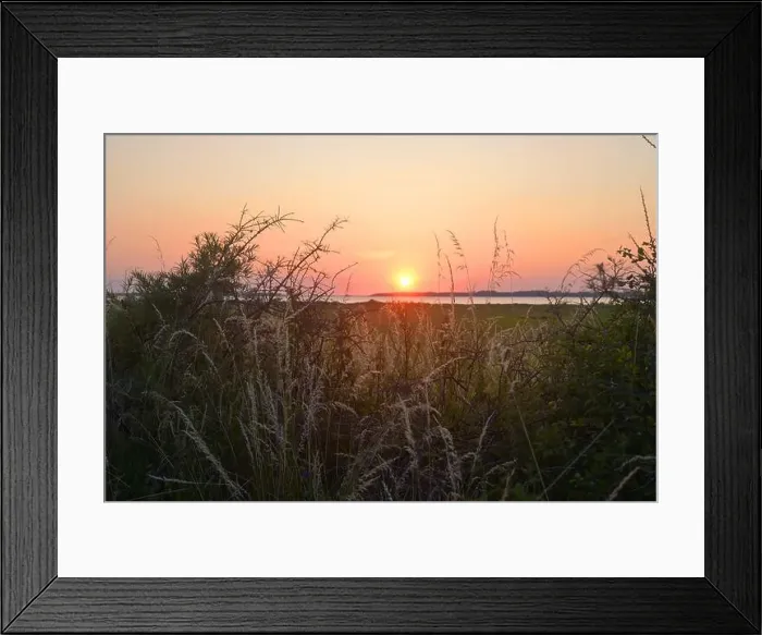 Framed Print : Sea buckthorn bushes, grass, and vegetation, sunset over the Salzhaff in Germany