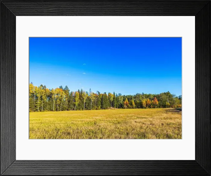 Framed Print : Autumn field with tall trees in distance under clear blue sky in afternoon sunlight. Sweden Framed Print : Autumn field with tall trees in distance under clear blue sky in afternoon sunlight. Sweden