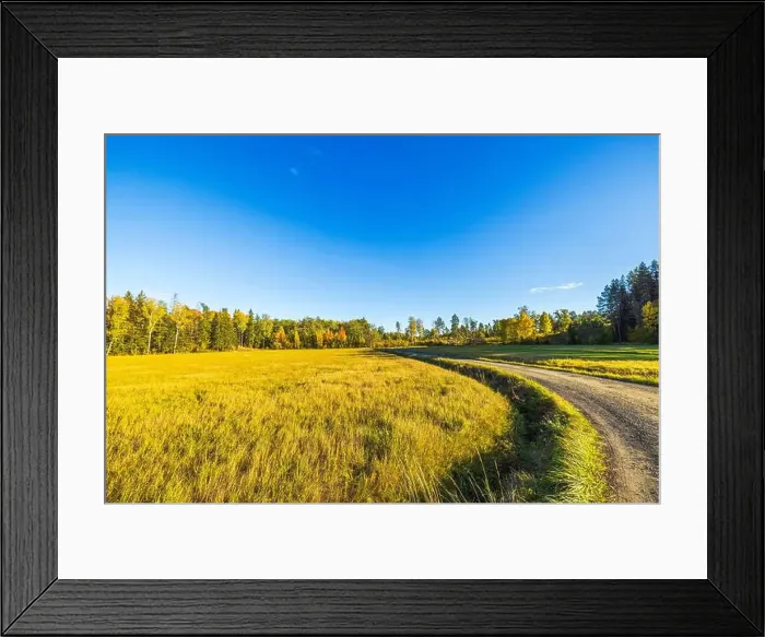 Framed Print : Sunny autumn field with yellow grass and winding dirt road leading towards forest of trees with colorful foliage Framed Print : Sunny autumn field with yellow grass and winding dirt road leading towards forest of trees with colorful foliage