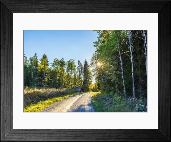 Framed Print : Peaceful rural road surrounded by tall trees with sun shining through branches Framed Print : Peaceful rural road surrounded by tall trees with sun shining through branches