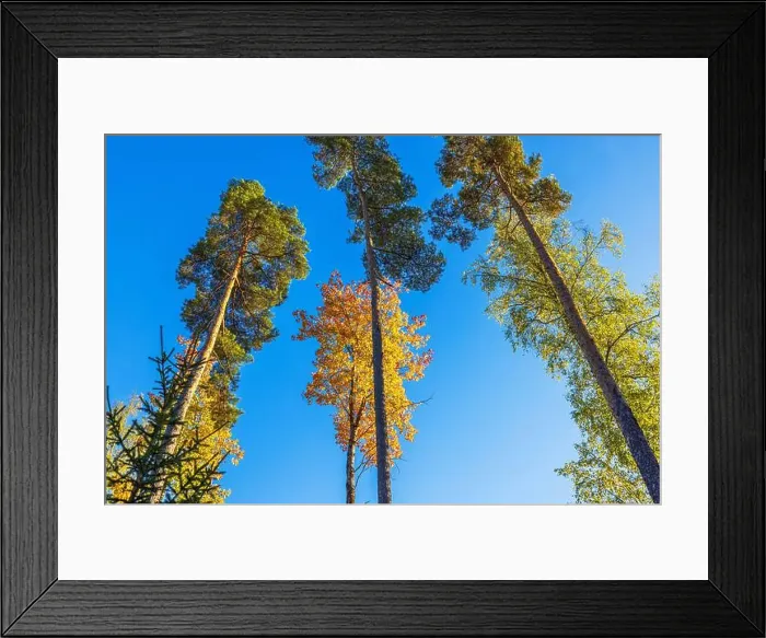 Framed Print : Tall pine trees and maple tree with autumn foliage against bright blue sky in forest scene. Sweden Framed Print : Tall pine trees and maple tree with autumn foliage against bright blue sky in forest scene. Sweden