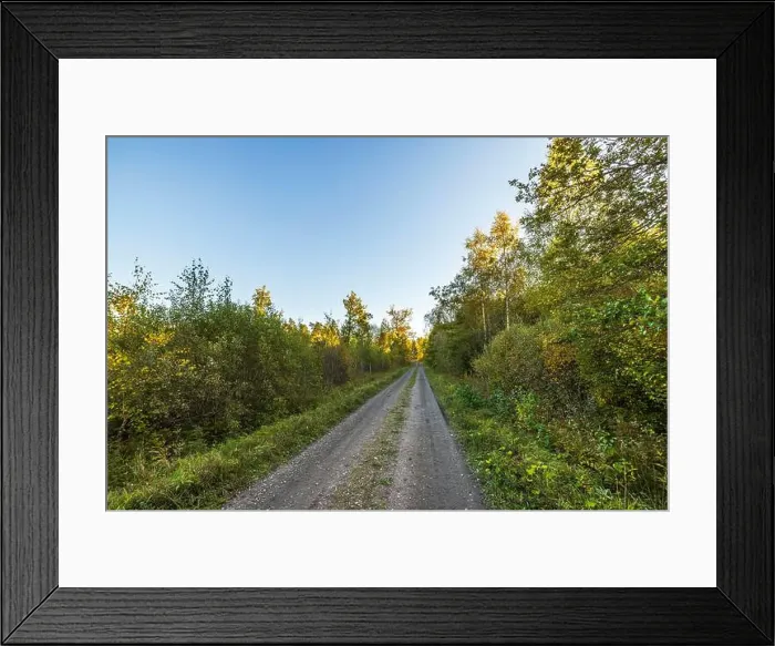 Framed Print : Dirt road through forest with autumn foliage on both sides under clear blue sky with trees yellow and green. Sweden Framed Print : Dirt road through forest with autumn foliage on both sides under clear blue sky with trees yellow and green. Sweden