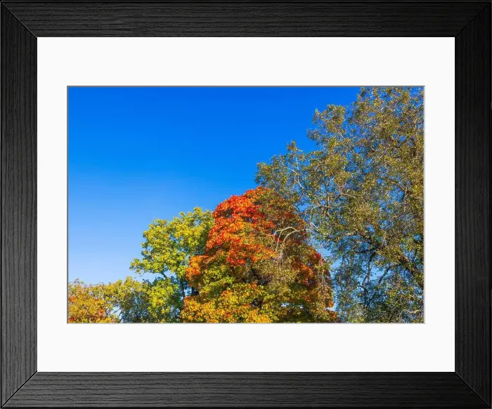 Framed Print : Maple trees with colorful autumn foliage under clear blue sky on sunny fall day. Sweden Framed Print : Maple trees with colorful autumn foliage under clear blue sky on sunny fall day. Sweden