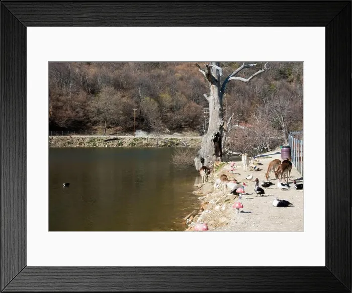 Framed Print : Amazing scenery by the artificial lake in Panagitsa village, Pella, Greece, with deer and other animals Framed Print : Amazing scenery by the artificial lake in Panagitsa village, Pella, Greece, with deer and other animals