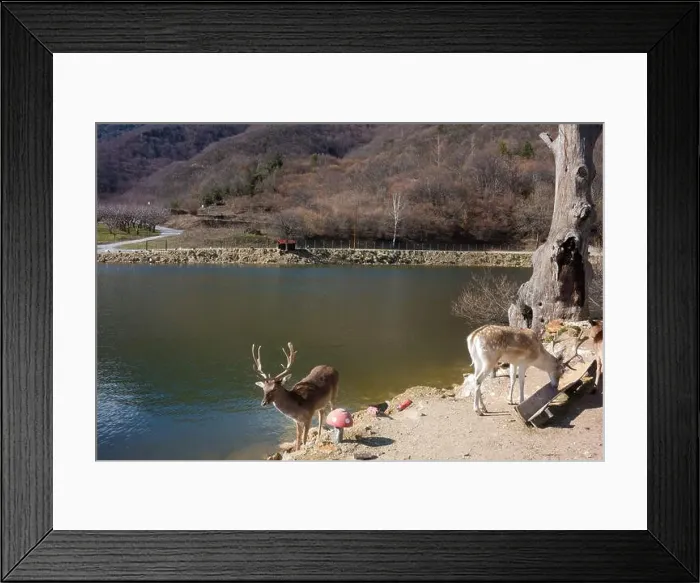 Framed Print : Amazing scenery by the artificial lake in Panagitsa village, Pella, Greece, with deer and other animals Framed Print : Amazing scenery by the artificial lake in Panagitsa village, Pella, Greece, with deer and other animals