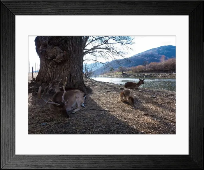 Framed Print : Amazing scenery by the artificial lake in Panagitsa village, Pella, Greece, with deer and other animals Framed Print : Amazing scenery by the artificial lake in Panagitsa village, Pella, Greece, with deer and other animals