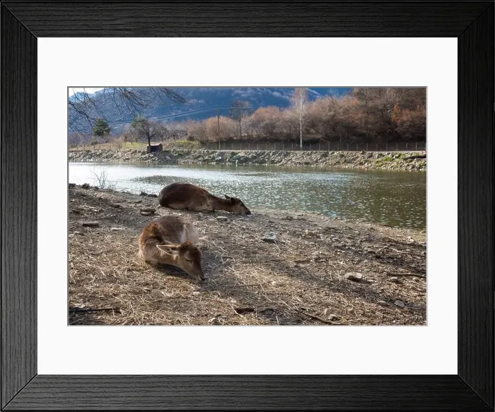 Framed Print : Amazing scenery by the artificial lake in Panagitsa village, Pella, Greece, with deer and other animals Framed Print : Amazing scenery by the artificial lake in Panagitsa village, Pella, Greece, with deer and other animals