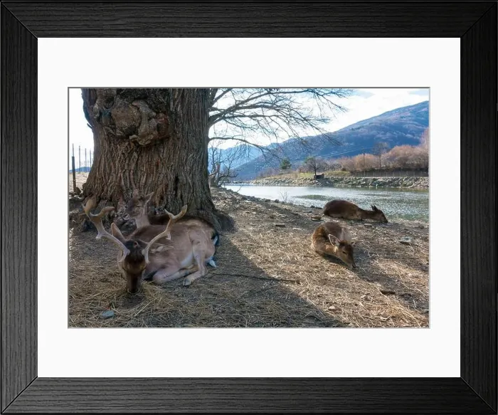 Framed Print : Amazing scenery by the artificial lake in Panagitsa village, Pella, Greece, with deer and other animals Framed Print : Amazing scenery by the artificial lake in Panagitsa village, Pella, Greece, with deer and other animals
