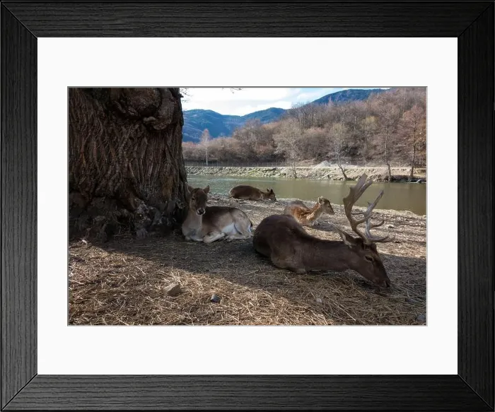Framed Print : Amazing scenery by the artificial lake in Panagitsa village, Pella, Greece, with deer and other animals Framed Print : Amazing scenery by the artificial lake in Panagitsa village, Pella, Greece, with deer and other animals