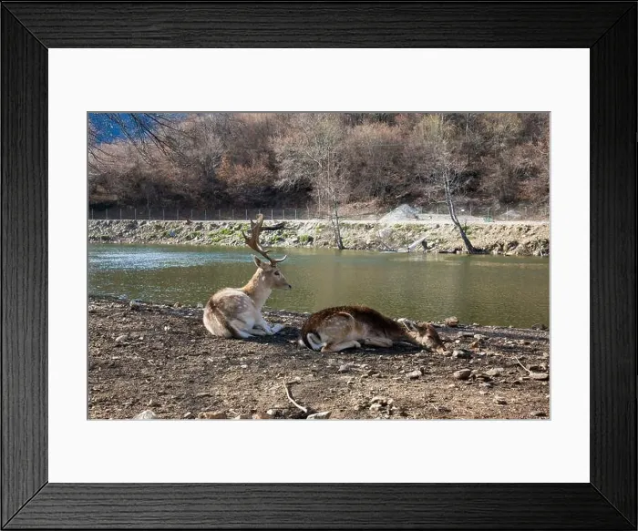 Framed Print : Amazing scenery by the artificial lake in Panagitsa village, Pella, Greece, with deer and other animals Framed Print : Amazing scenery by the artificial lake in Panagitsa village, Pella, Greece, with deer and other animals
