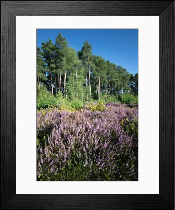 Framed Print : Heather covered heathland bordered with Scots Pine and Silver Birch trees Framed Print : Heather covered heathland bordered with Scots Pine and Silver Birch trees