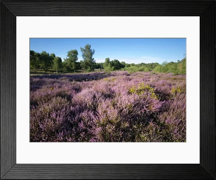 Framed Print : Heather covered heathland, Newtown Common, Burghclere, Hampshire, England, United Kingdom, Europe Framed Print : Heather covered heathland, Newtown Common, Burghclere, Hampshire, England, United Kingdom, Europe