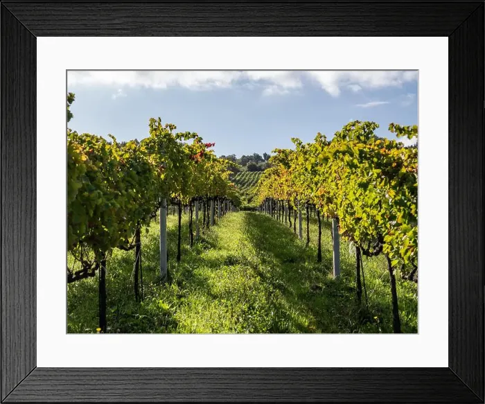 Framed Print : Ruby Vineyards: The Row of Red Grapes evokes the evocative image of a row of vineyards characterised by bunches of ripe Framed Print : Ruby Vineyards: The Row of Red Grapes evokes the evocative image of a row of vineyards characterised by bunches of ripe