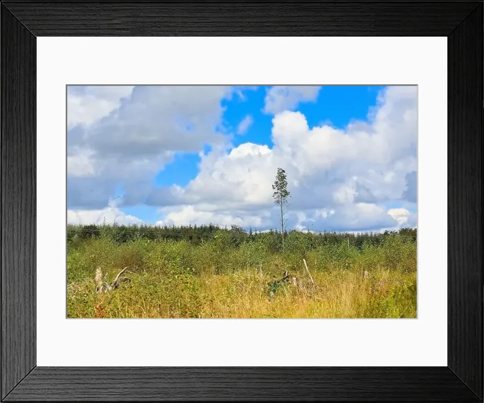 Framed Print : Loan tree left standing in a cleared woodland Framed Print : Loan tree left standing in a cleared woodland
