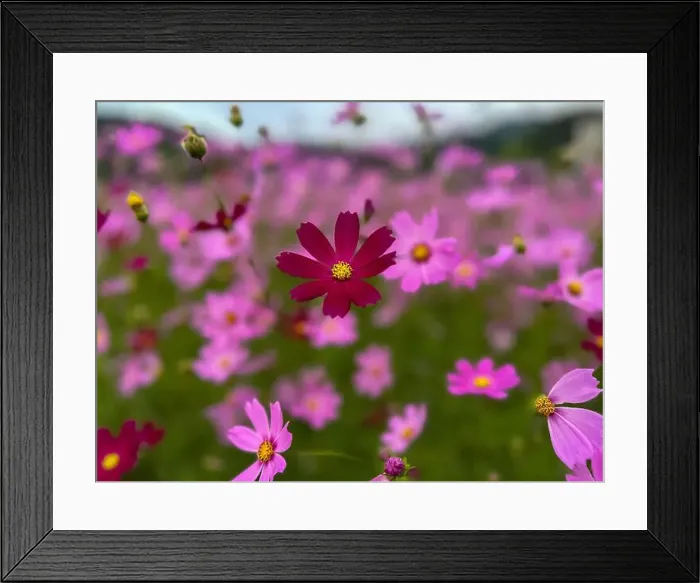 Framed Print : Image of cosmos flowers in full bloom Framed Print : Image of cosmos flowers in full bloom