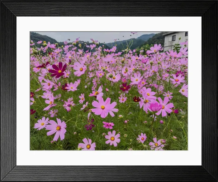 Framed Print : Image of cosmos flowers in full bloom Framed Print : Image of cosmos flowers in full bloom