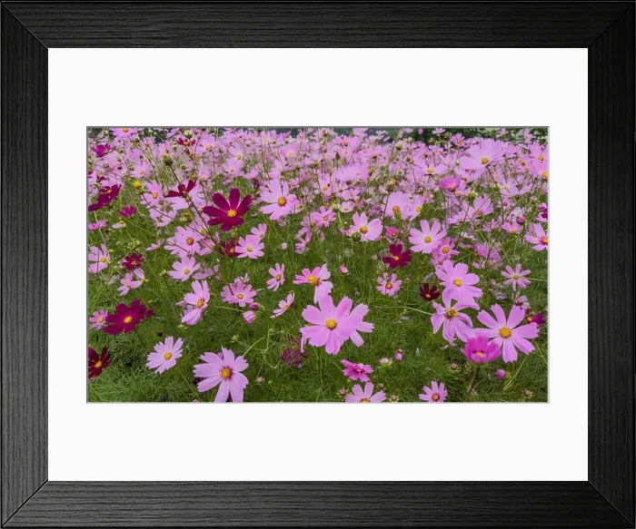Framed Print : Image of cosmos flowers in full bloom Framed Print : Image of cosmos flowers in full bloom