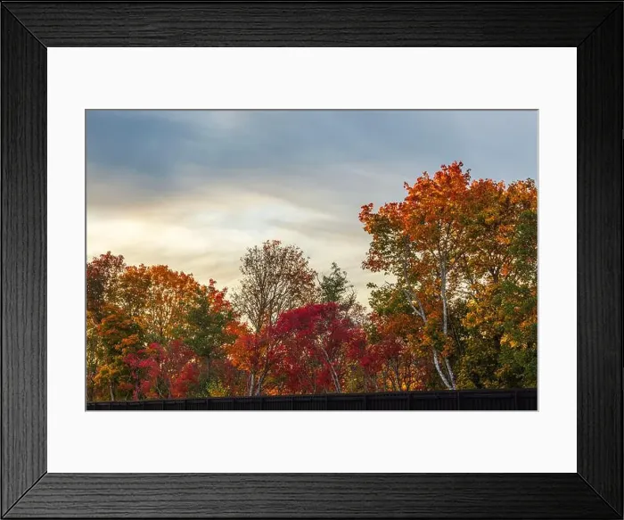 Framed Print : Colorful autumn trees with vibrant red and orange leaves against cloudy sky. Sweden Framed Print : Colorful autumn trees with vibrant red and orange leaves against cloudy sky. Sweden