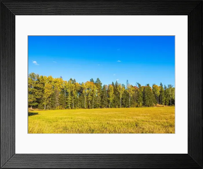 Framed Print : Autumn forest with colorful trees under clear blue sky and golden grass field. Sweden Framed Print : Autumn forest with colorful trees under clear blue sky and golden grass field. Sweden