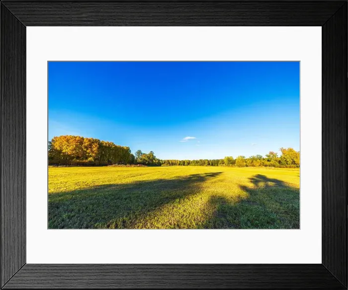 Framed Print : Golden autumn field with colorful trees under clear blue sky on sunny day. Sweden Framed Print : Golden autumn field with colorful trees under clear blue sky on sunny day. Sweden