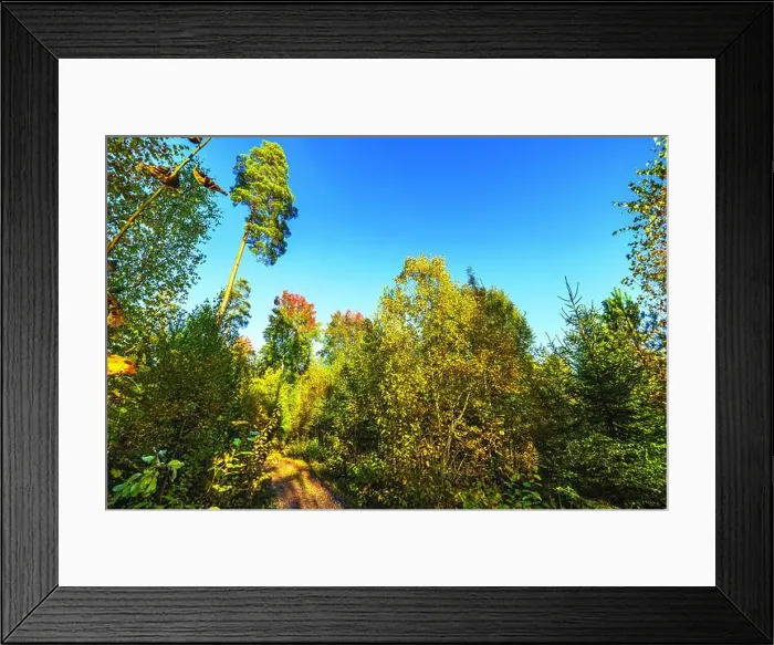 Framed Print : Autumn forest landscape with tall trees and golden foliage under clear blue sky. Sweden Framed Print : Autumn forest landscape with tall trees and golden foliage under clear blue sky. Sweden