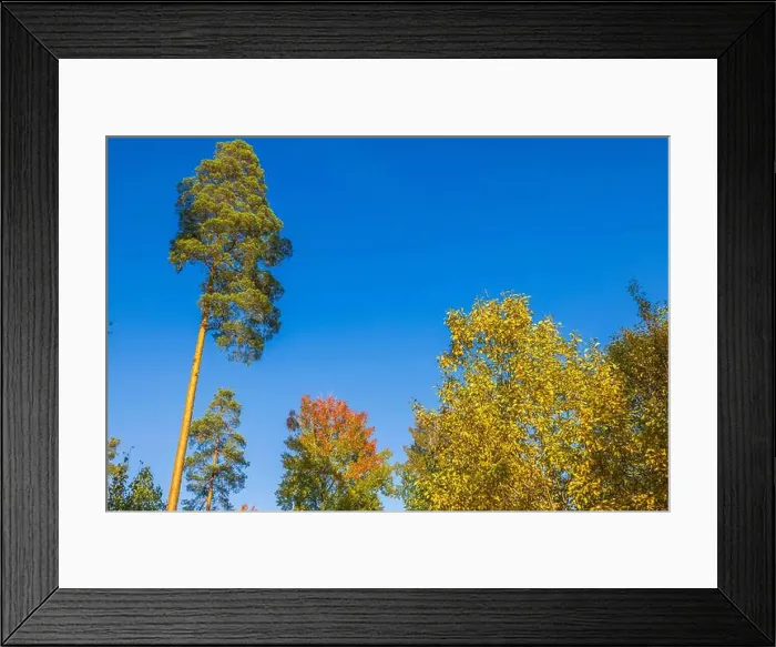 Framed Print : Tall trees with autumn foliage under clear blue sky in peaceful forest. Sweden Framed Print : Tall trees with autumn foliage under clear blue sky in peaceful forest. Sweden