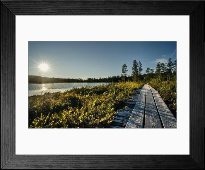 Framed Print : A serene wooden path leads through the marsh Framed Print : A serene wooden path leads through the marsh
