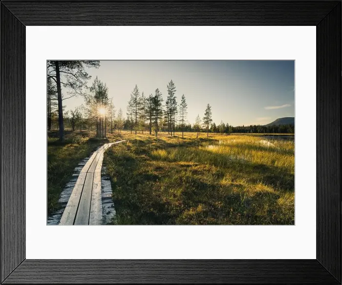 Framed Print : A wooden path meanders through vibrant green grass and tall trees by the lake as the sun sets in Sweden Framed Print : A wooden path meanders through vibrant green grass and tall trees by the lake as the sun sets in Sweden