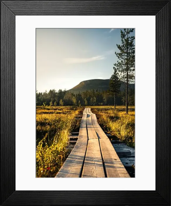 Framed Print : A wooden walkway meanders through the serene marsh forest at golden hour Framed Print : A wooden walkway meanders through the serene marsh forest at golden hour