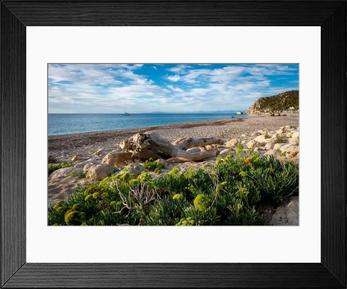 Framed Print : Thriving plants and a wooden log on the edge of Kathisma Beach