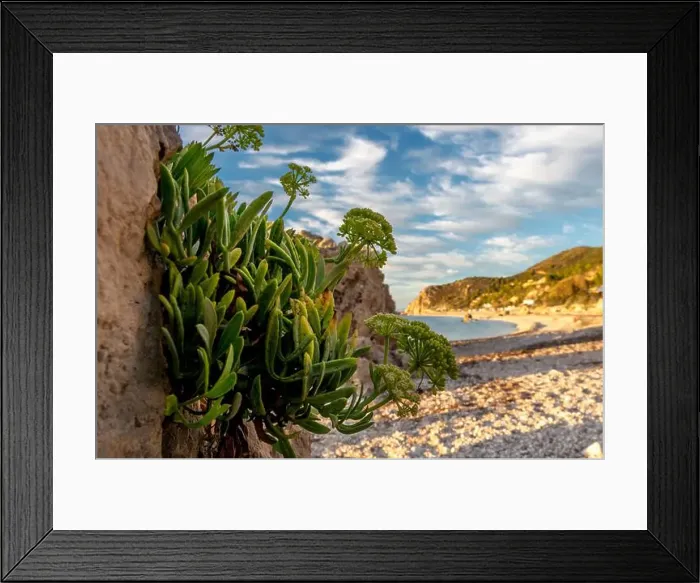 Framed Print : Tough seaside plants growing and thriving on the cracks of beach rocks Framed Print : Tough seaside plants growing and thriving on the cracks of beach rocks