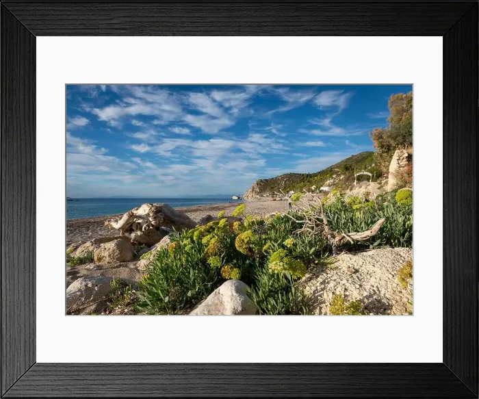 Framed Print : Thriving plants and a wooden log on the edge of Kathisma Beach Framed Print : Thriving plants and a wooden log on the edge of Kathisma Beach