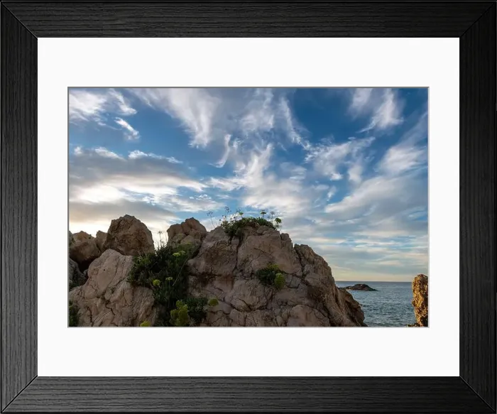 Framed Print : Tough seaside plants growing and thriving on the cracks of beach rocks Framed Print : Tough seaside plants growing and thriving on the cracks of beach rocks